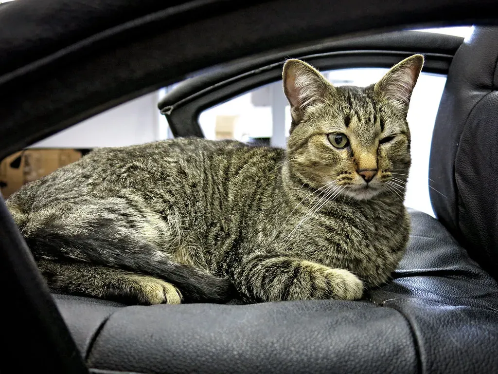 When Eyes Say Something Else: Reading the Whole Cat, Not Just the Blink ([ まこと ], Flickr, CC BY 2.0)