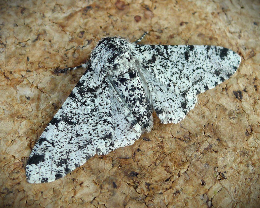 Peppered Moth: The Industrial Evolution Icon (Image Credits: Flickr)