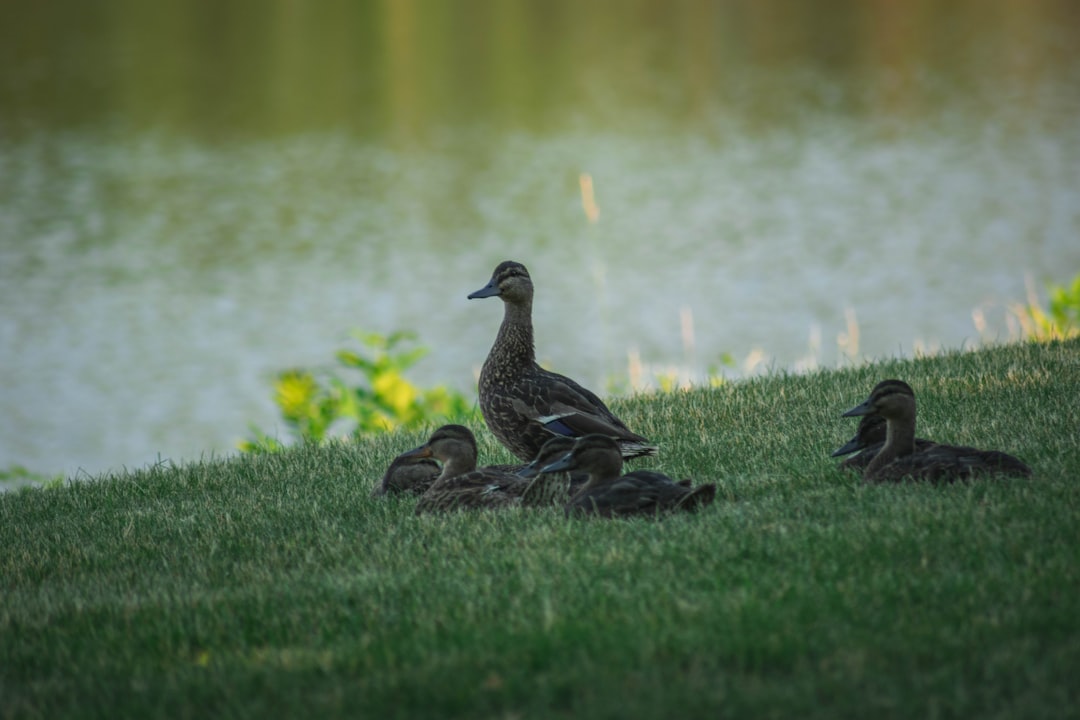 Water Signs at the Stream: Cancer, Scorpio, Pisces (Image Credits: Unsplash)