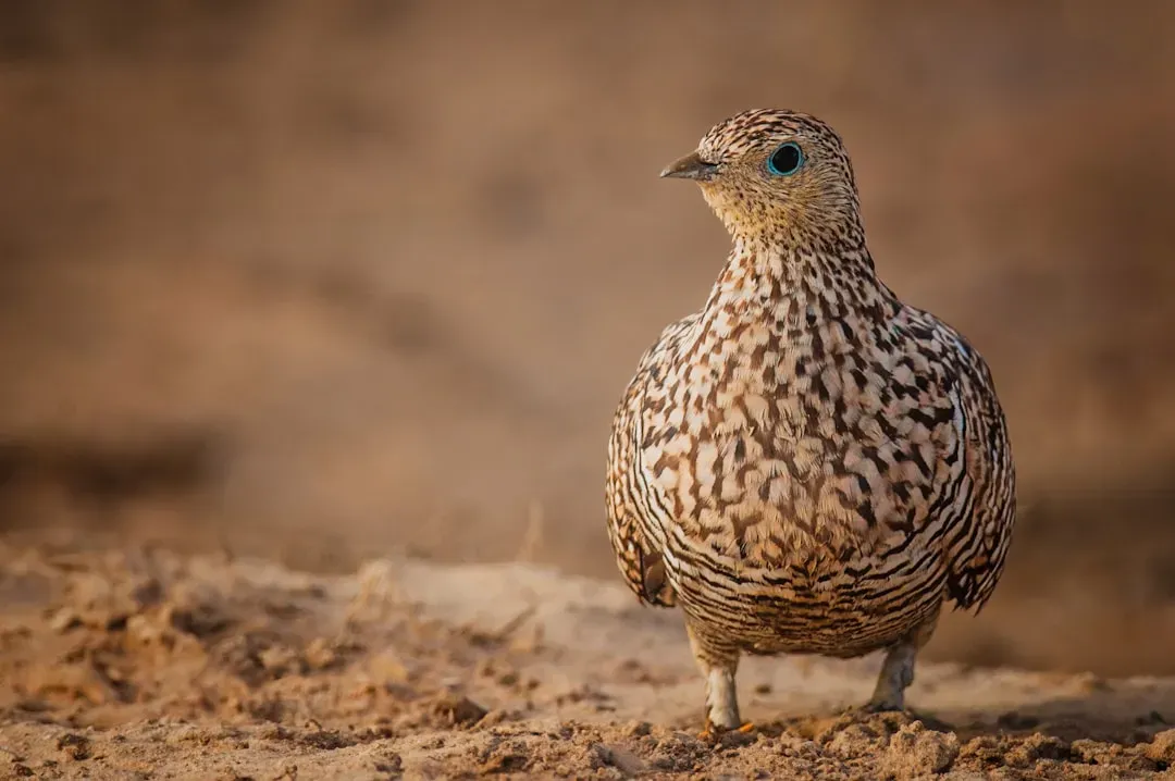 Taurus – The Sandgrouse: Steadfast Provider in a Dry World (Image Credits: Unsplash)