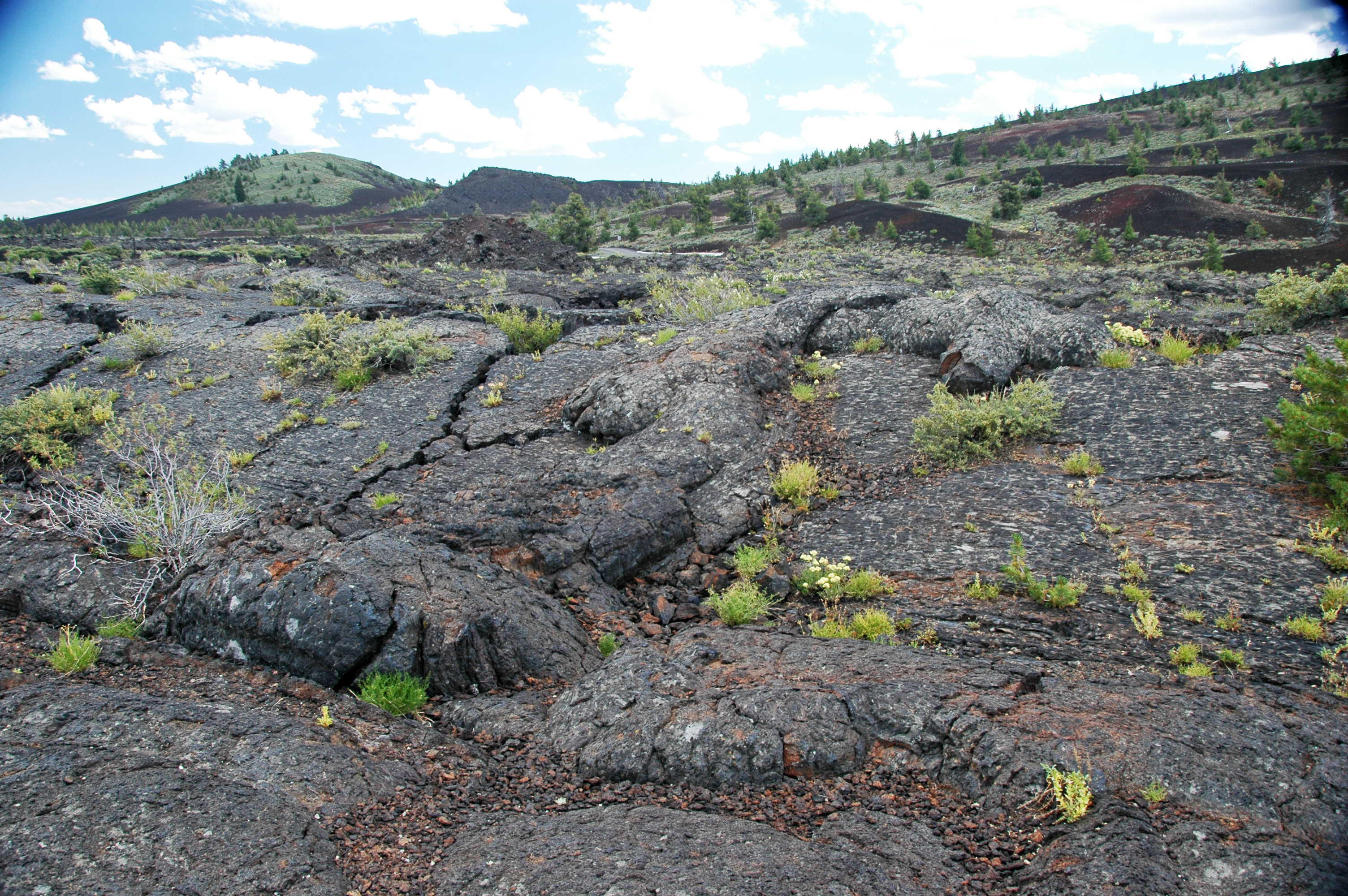 From Barren Rock to Living Ecosystem (Image Credits: Wikimedia)