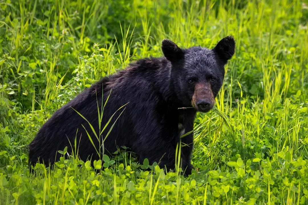 Bear Populations Have Rebounded in Many Regions (Image Credits: Unsplash)