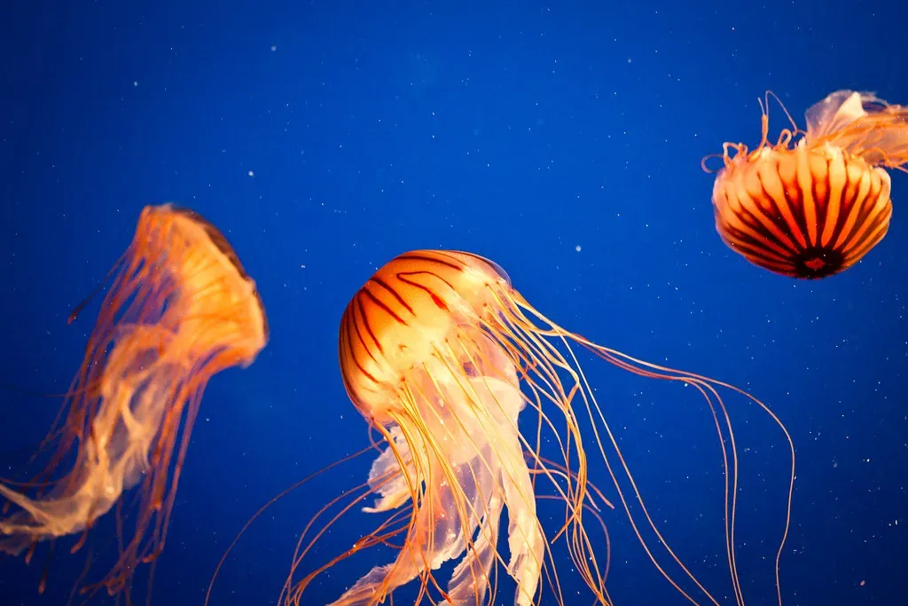 What This Jellyfish Could Mean for Human Medicine (Image Credits: Flickr)