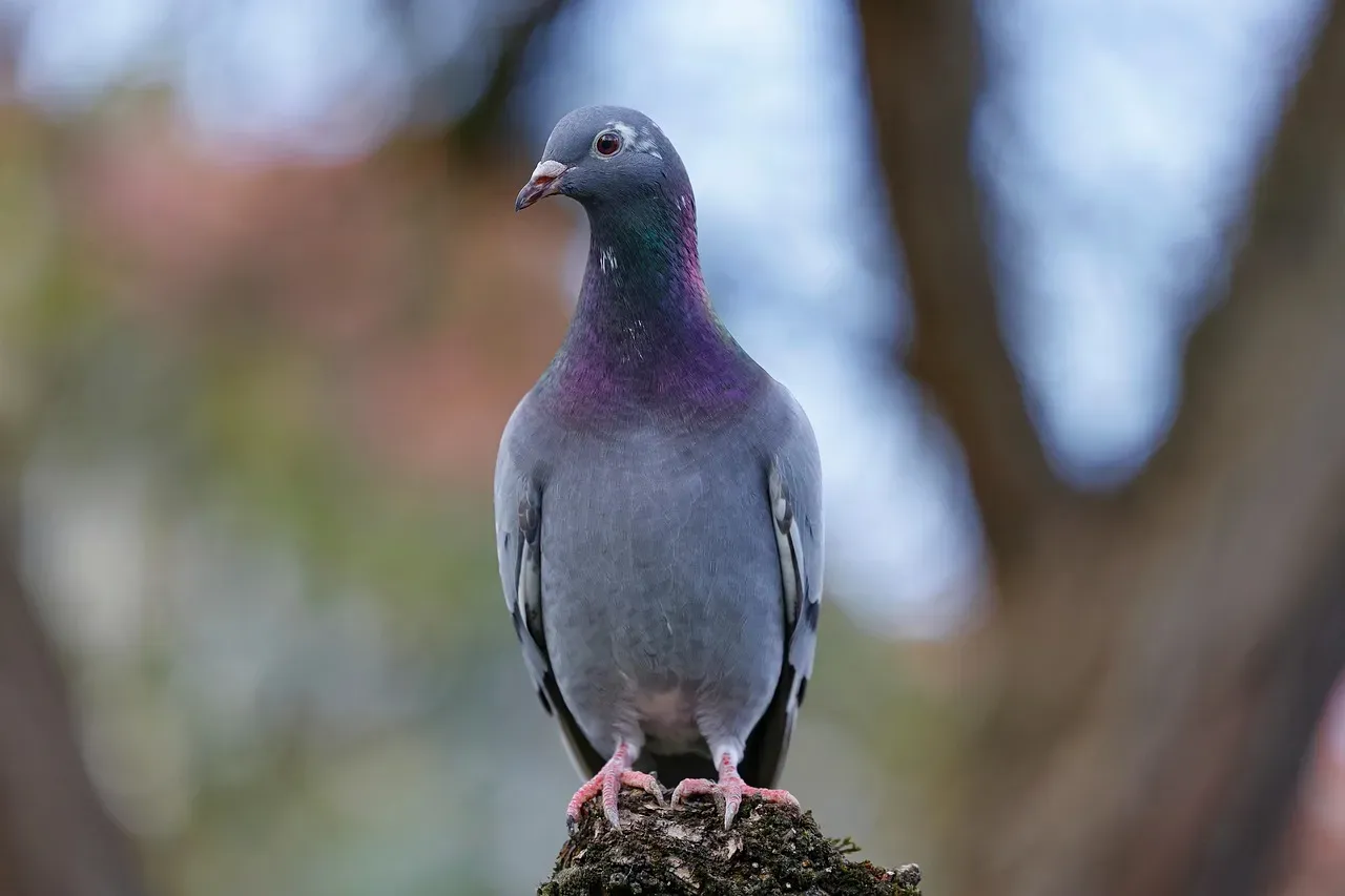 4. Smelling Their Way Home with Scent Maps (Image Credits: Pixabay)