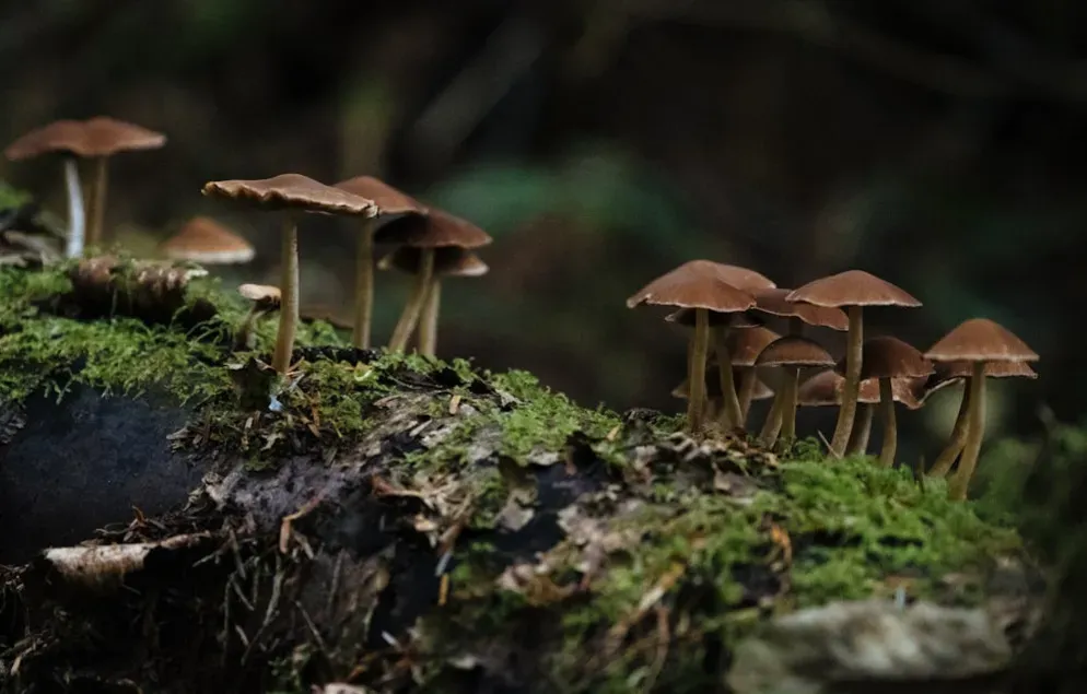 2. Underground Networks: The “Wood Wide Web” of Fungi (Image Credits: Unsplash)