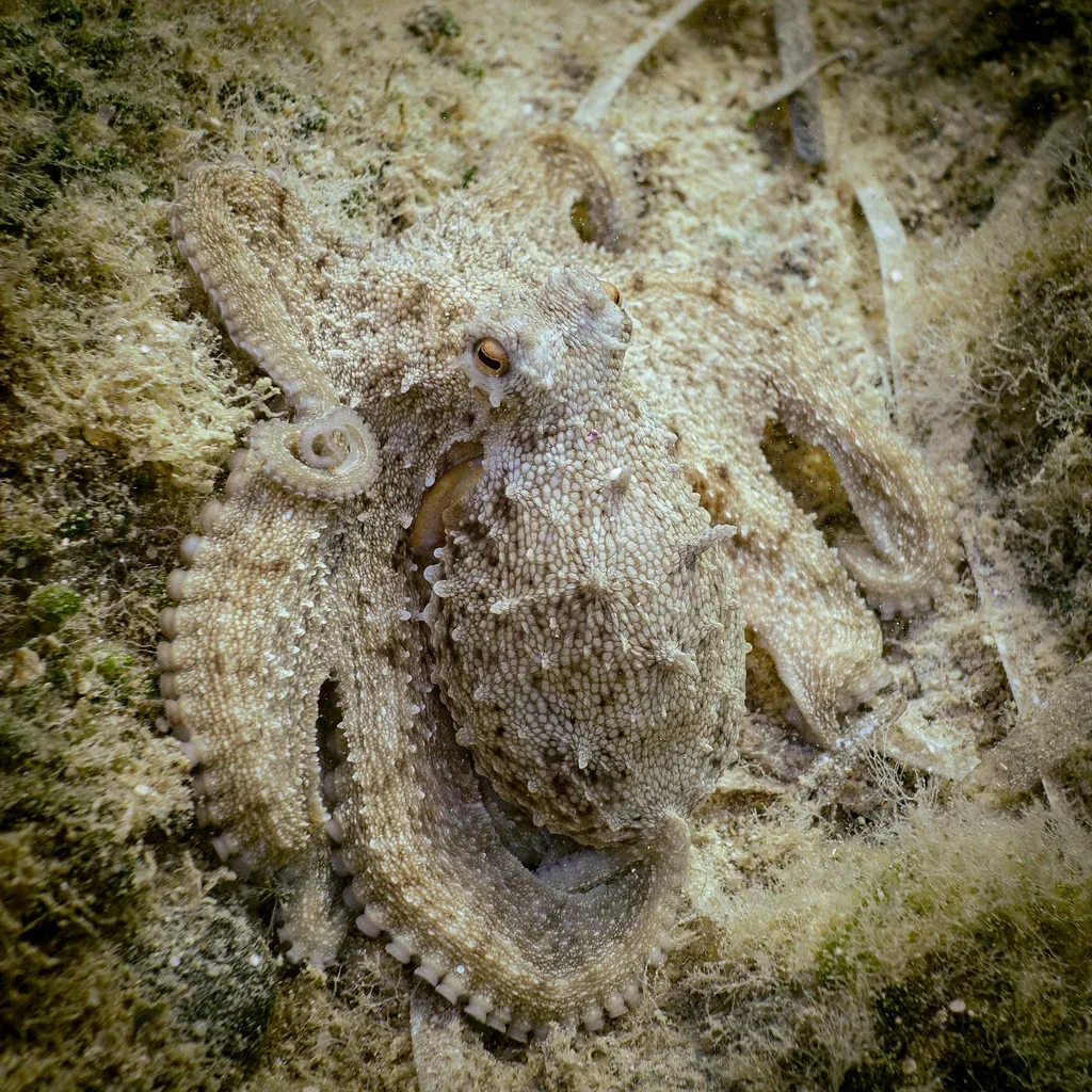 7. Reading the Room Before They Camouflage (paologmb, Flickr, CC BY 2.0)