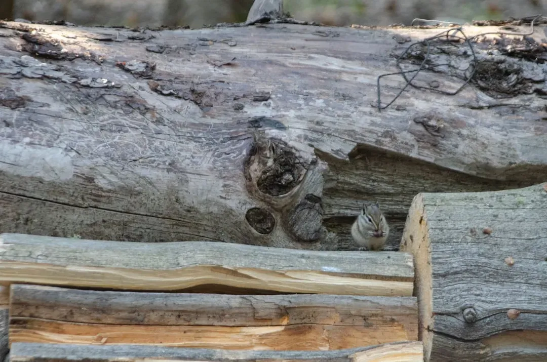 Wood, Termites, and Bees: What “Eating” Really Means (Image Credits: Unsplash)