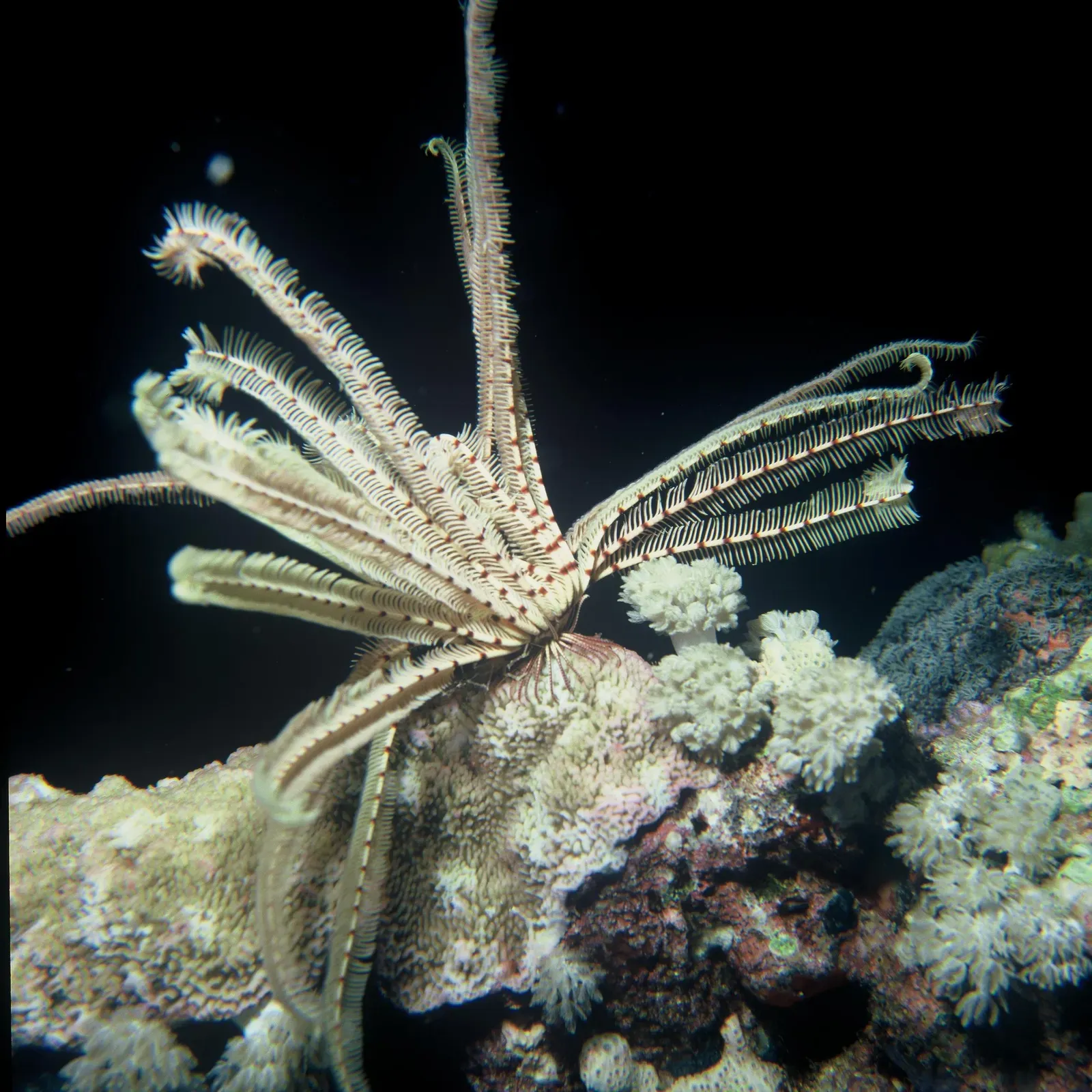 8. The Antarctic Strawberry Feather Star: Twenty Arms and Counting (By albert kok, CC BY-SA 3.0)