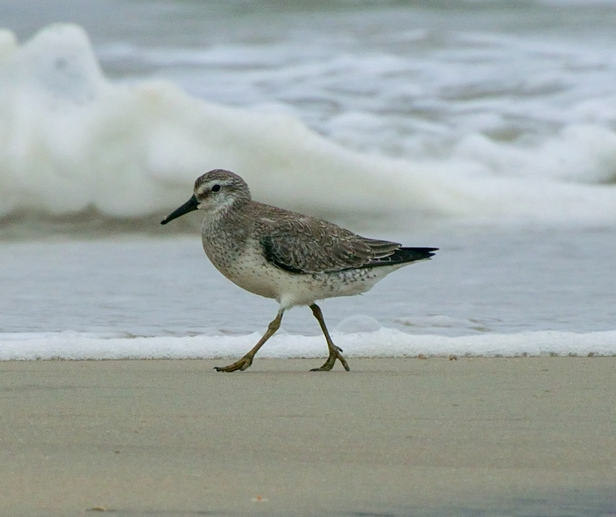 A Flyway Written in Fat and Feathers (Image Credits: Wikimedia)