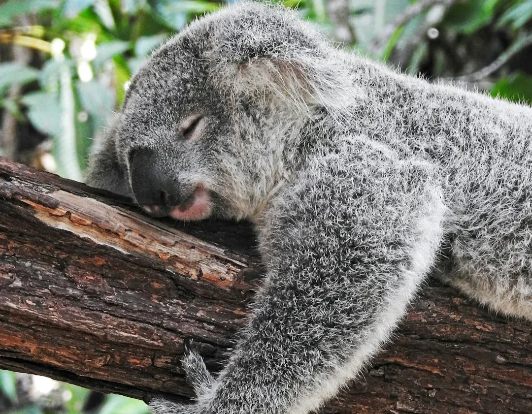 Why Animal Dreams Matter for Understanding Consciousness (Image Credits: Unsplash)