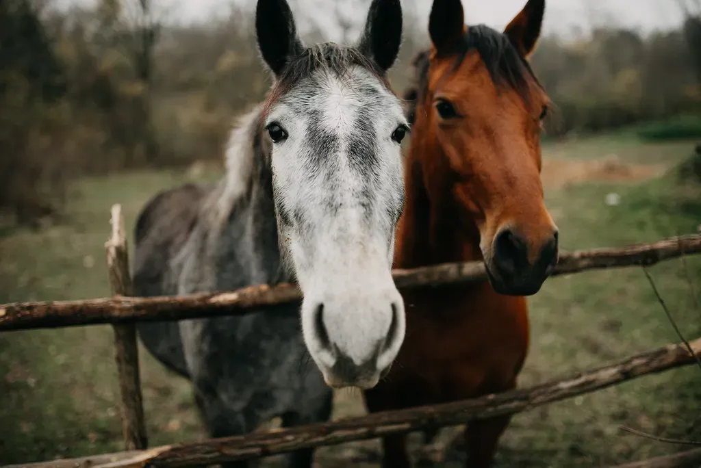 Conclusion: A Planet That’s Been Talking All Along (Image Credits: Flickr)