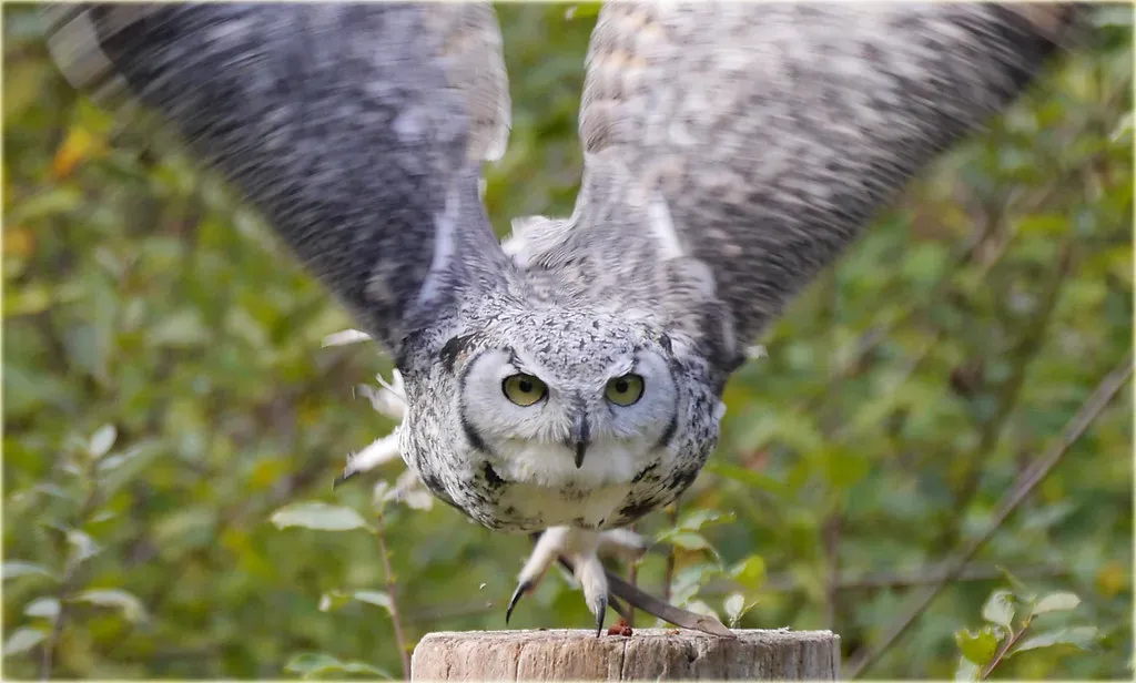 Owls: Silent Flight and Precision Hearing in the Dark (marneejill, Flickr, CC BY-SA 2.0)