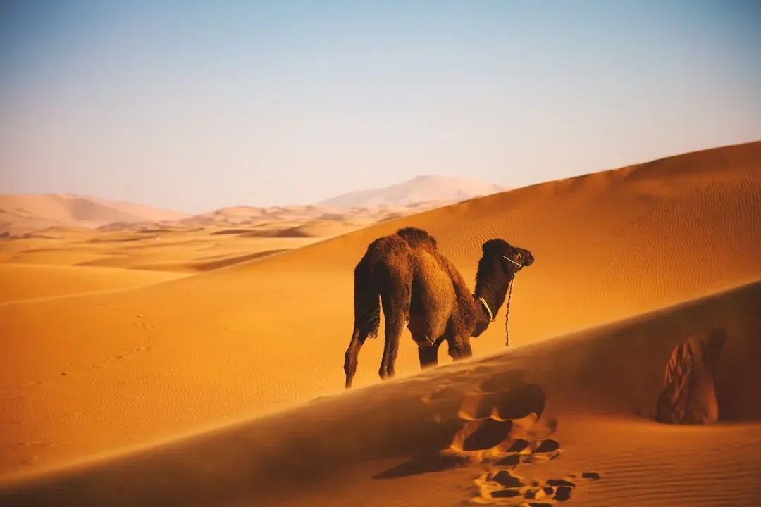 3. Camels: The Original Desert Survival Engineers (Image Credits: Unsplash)