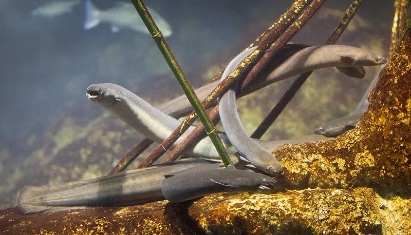 #9 - European Eel: The Lost Route to the Sargasso Sea (By Dmitriy Konstantinov, CC BY-SA 3.0)
