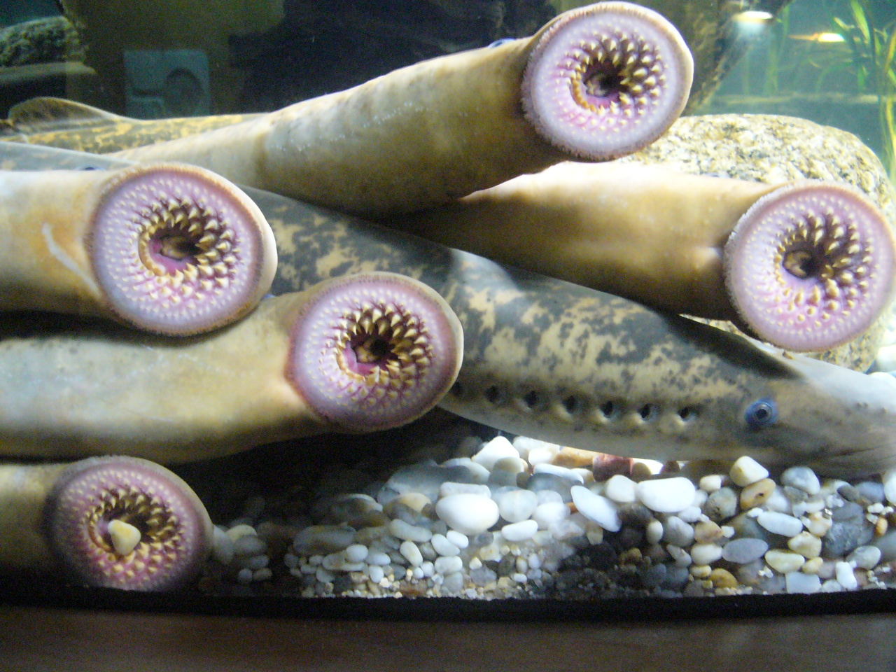 Sea Lamprey (Petromyzon marinus) (Image Credits: Wikimedia)