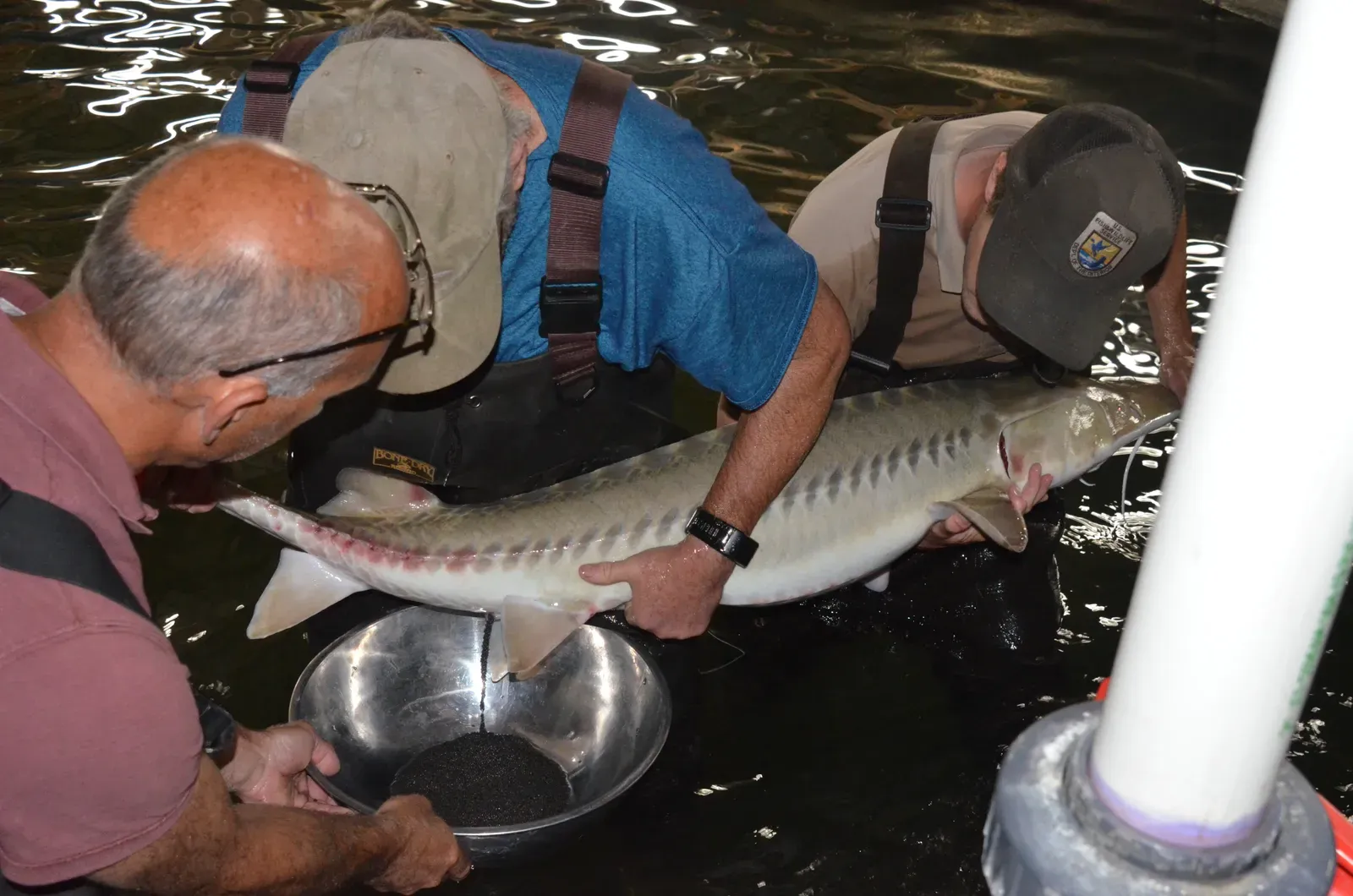 Science, Stocking, and the Slow Art of Recovery (Pallid Sturgeon Spawning, Public domain)