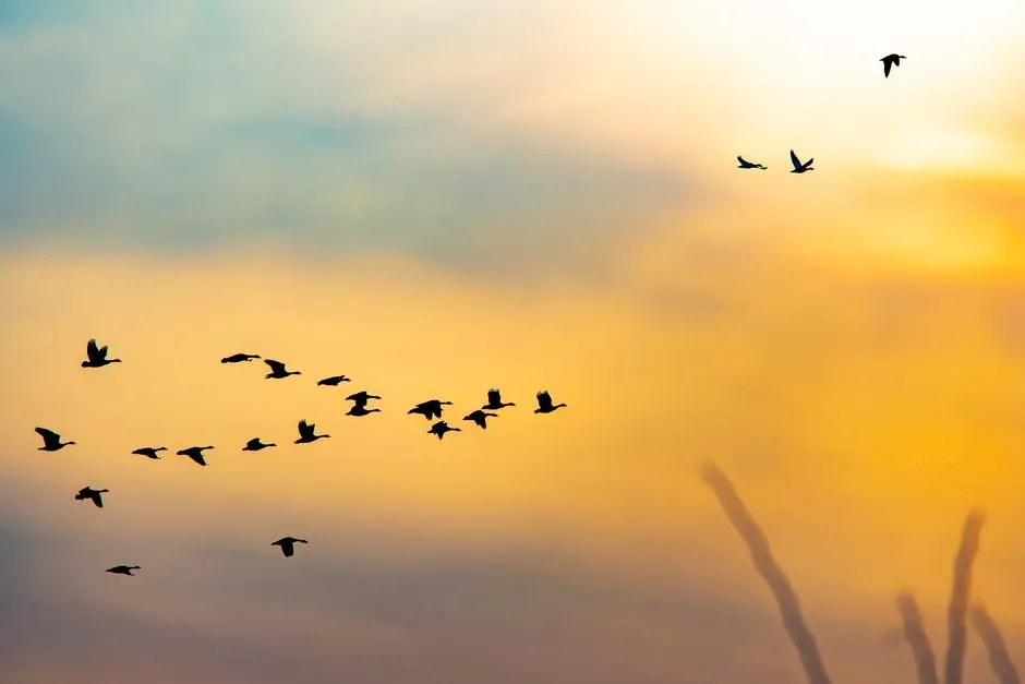 The Strange Claim: Birds Using Quantum Entanglement To See A Magnetic Map (Image Credits: Pexels)