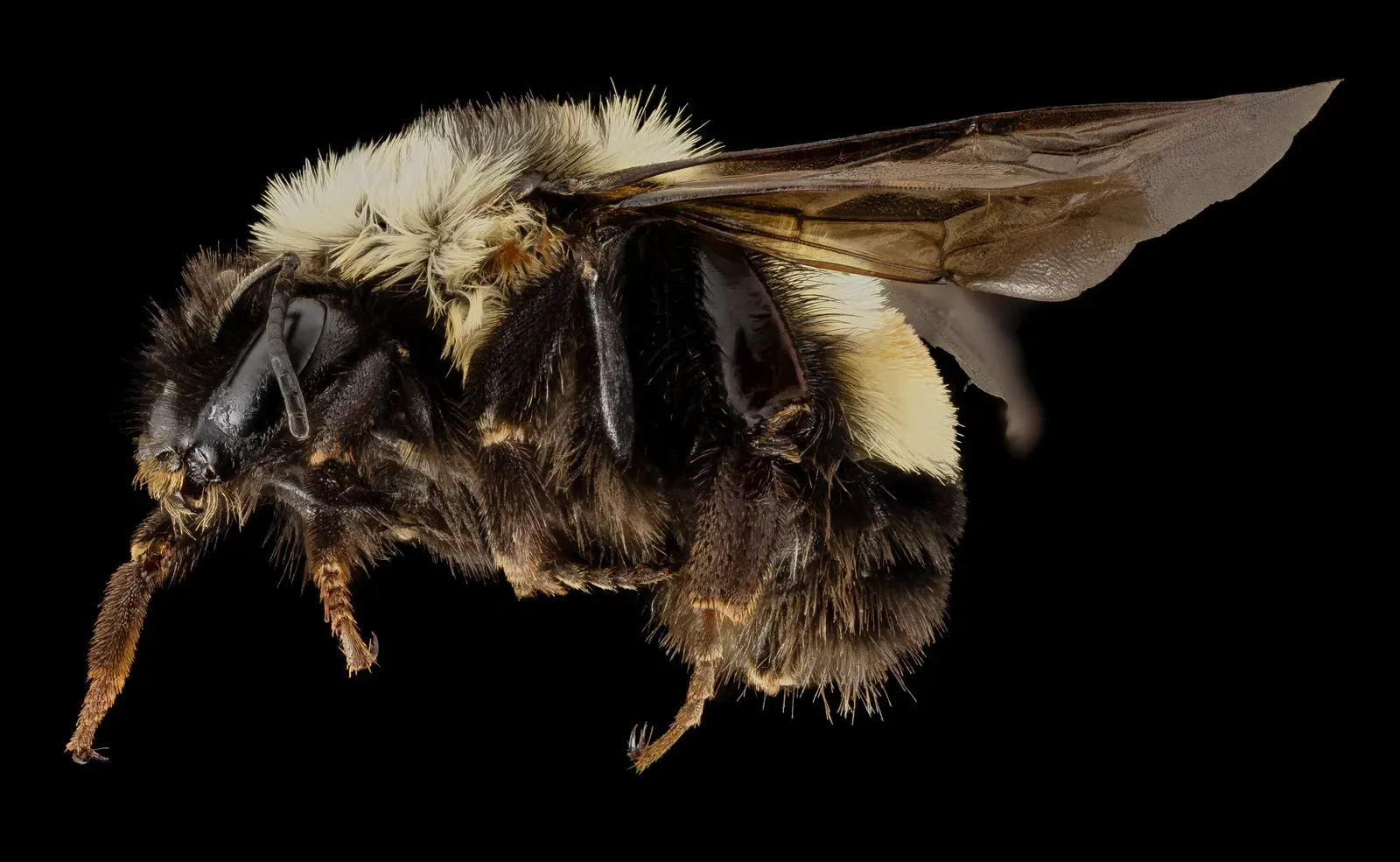 The Rusty Patched Bumble Bee: An Insect on the Brink (Bombus affinis, F, side, sky meadows, virginia_2014-09-22-18.05.02 ZS PMax, Public domain)