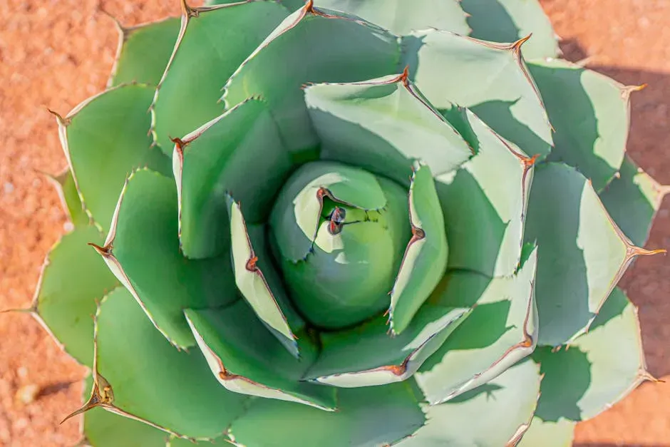 9. Desert Plants and Succulents: Turning Dryness Into an Advantage (Image Credits: Pexels)