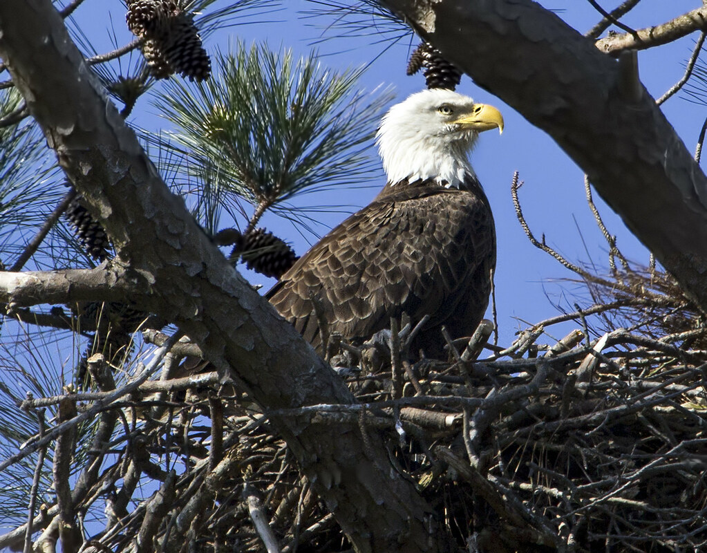 Ohio's Explosive Growth to 910 Active Nesting Pairs (Image Credits: Flickr)