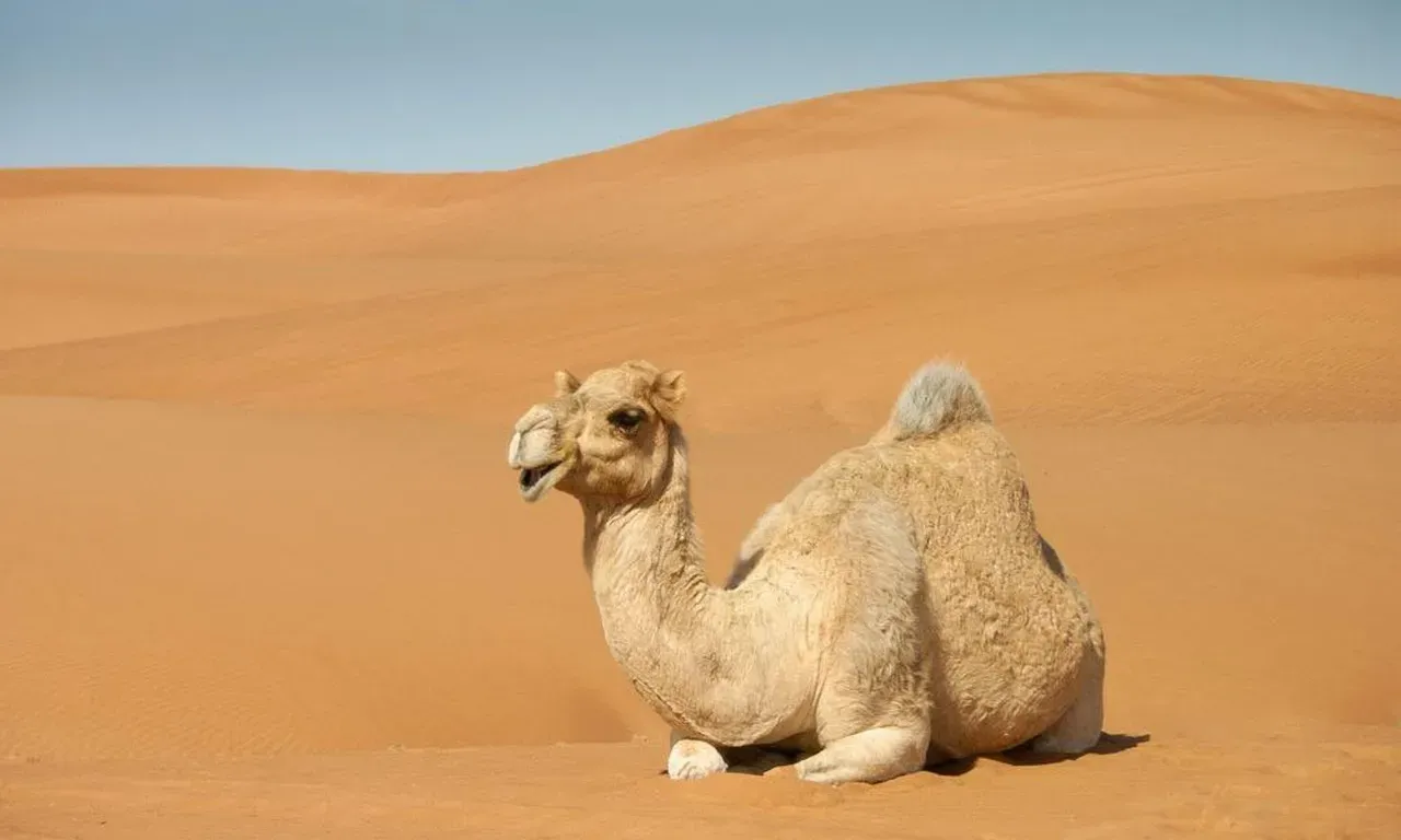 The Camel's Water Conservation System (Image Credits: Pixabay)