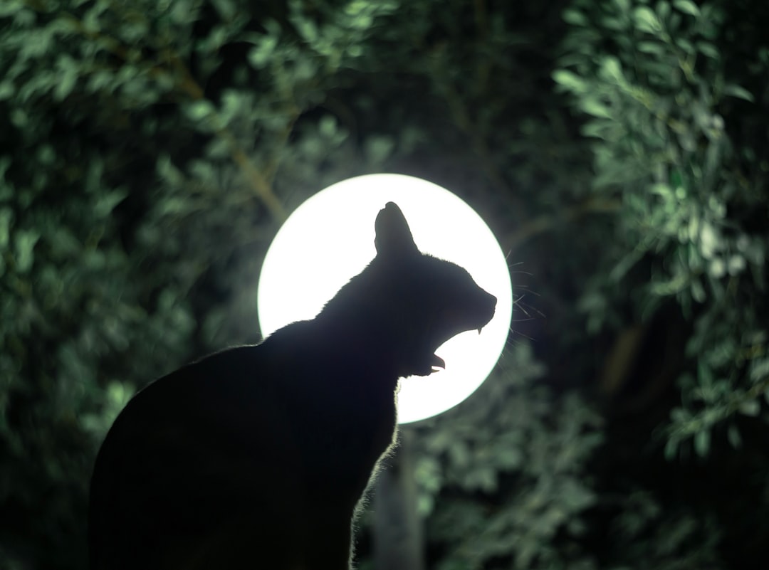 Moonlight and Domestic Animal Behavior (Image Credits: Unsplash)