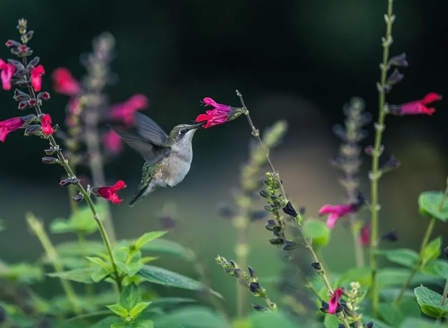You Can Design A “Memorable” Garden That Works With Their Brains (Image Credits: Pexels)