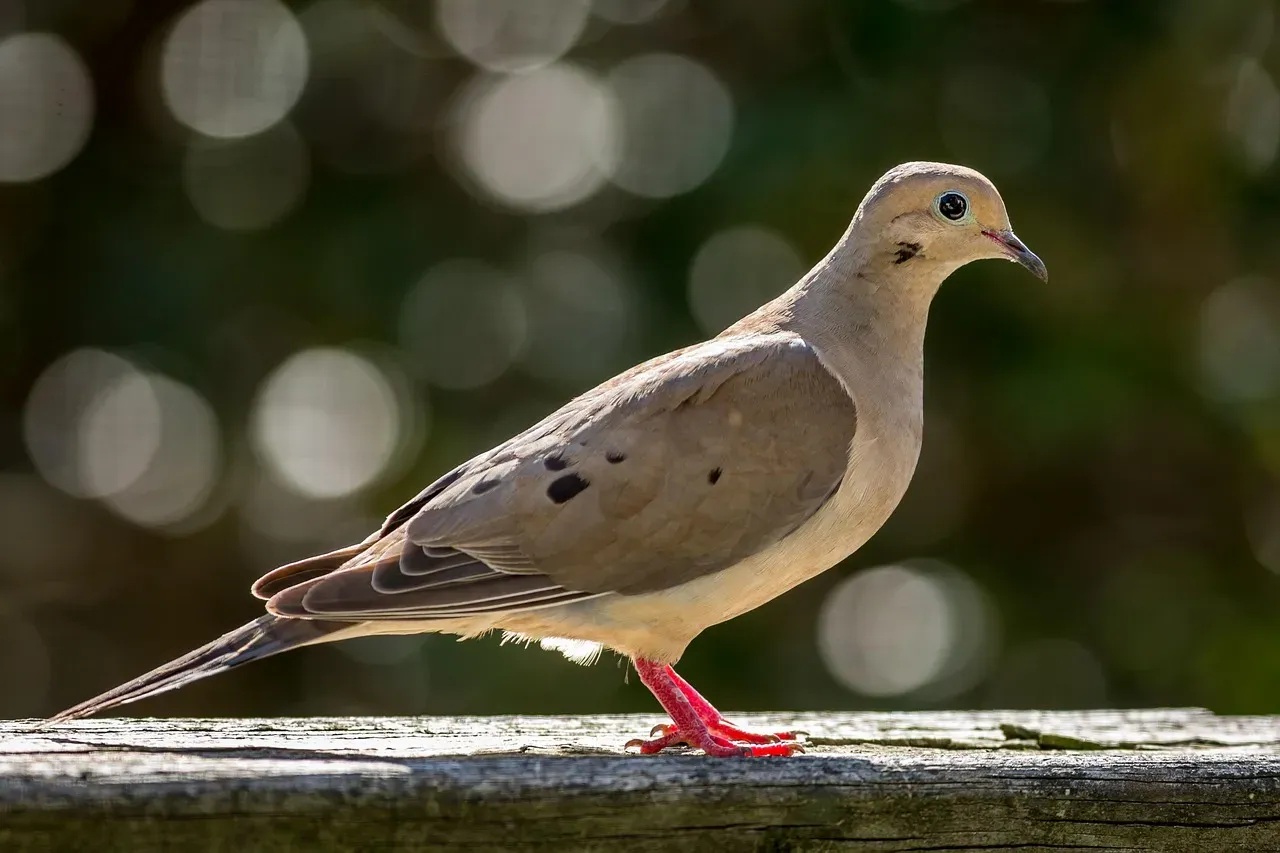 Taurus – You Are the Mourning Dove (Image Credits: Pixabay)