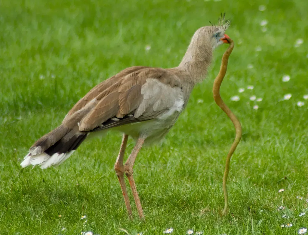 7. Seriemas – The “Terror Birds” of the Grasslands (spencer77, Flickr, CC BY 2.0)