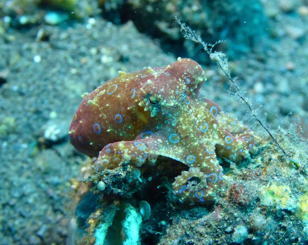 Masters of Camouflage: Octopus and the Art of Disappearing (Image Credits: Rawpixel)