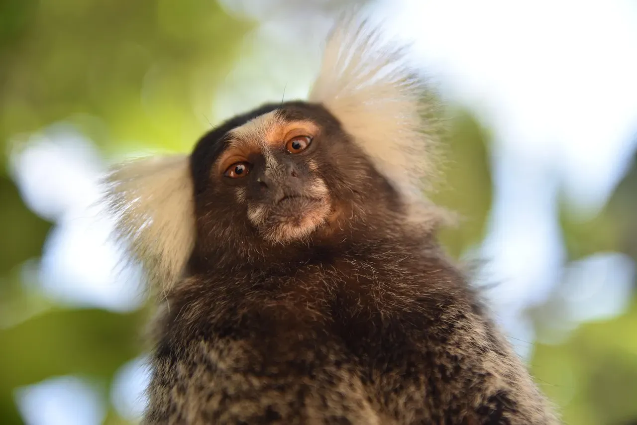 What This Says About Animal Cognition and Your Own Mind (Image Credits: Pixabay)