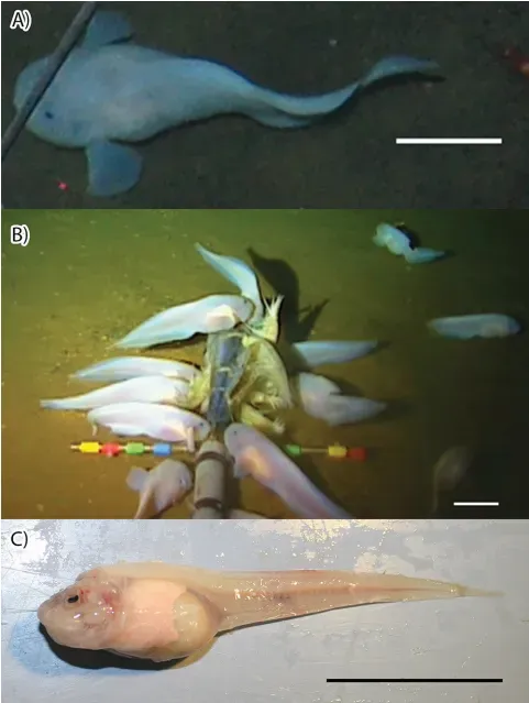 The Snailfish: Champions of Crushing Pressure (Image Credits: Wikimedia)