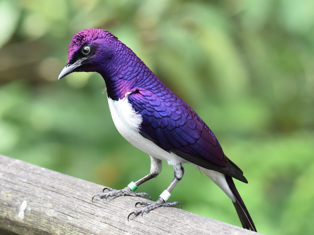 Violet-Backed Starling - Africa's Shimmering Gem (Image Credits: Flickr)