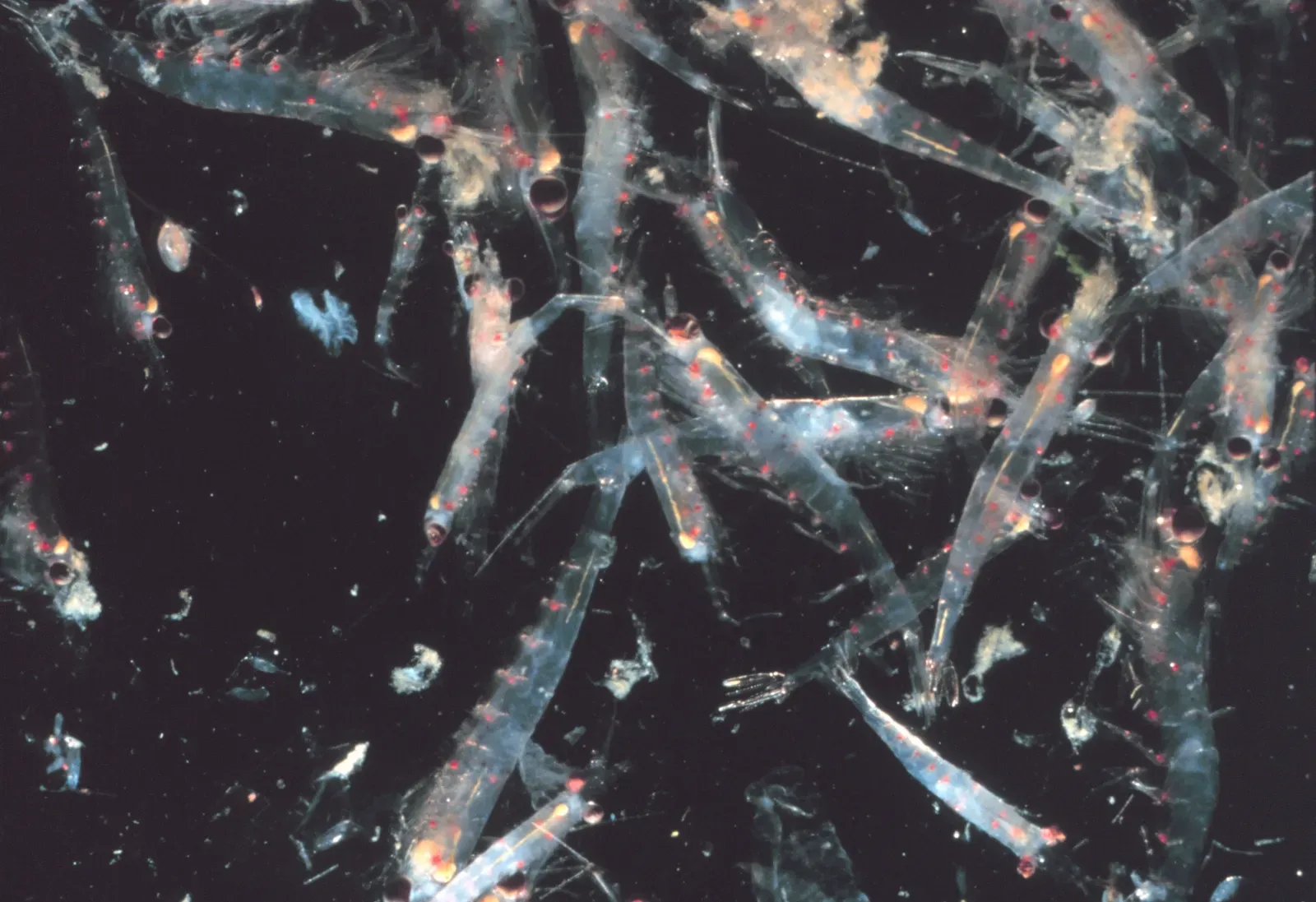 9. Antarctic Krill: Antifreeze in the Blood (NOAA, Public domain)