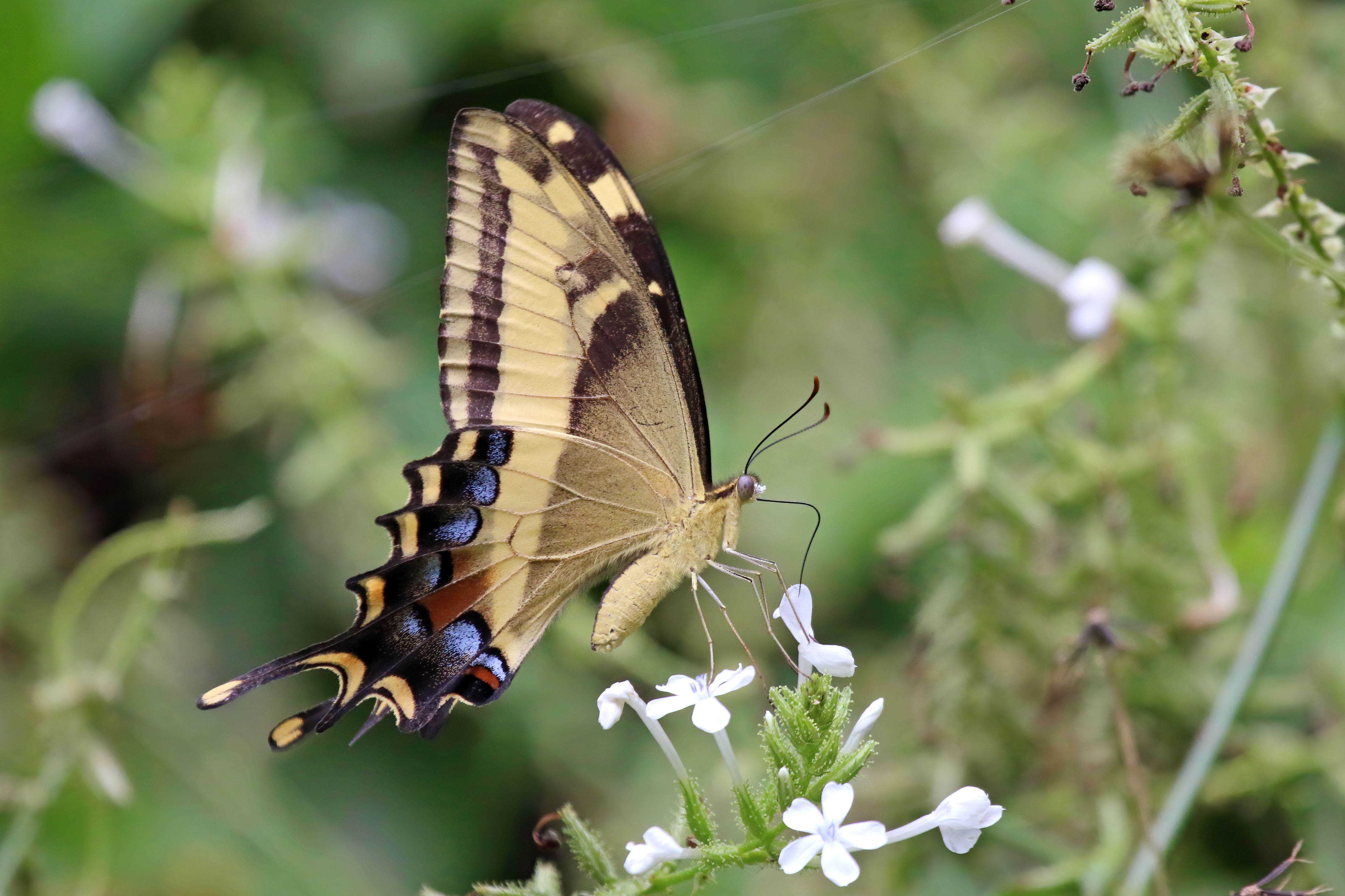 From Ancient Forests to Modern Science: Jamaican Homerus Swallowtail (Image Credits: Wikimedia)