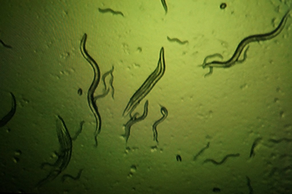 Sinkers: The Microscopic Pioneers (Image Credits: Flickr)