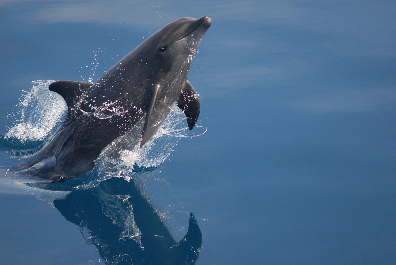 The Dolphin - ENFP (The Campaigner) (Image Credits: Pixabay)