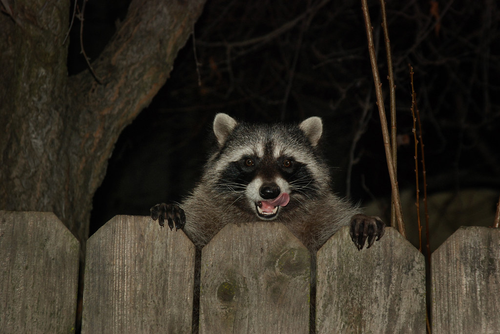 Virgo Moon: The Raccoon (Image Credits: Flickr)