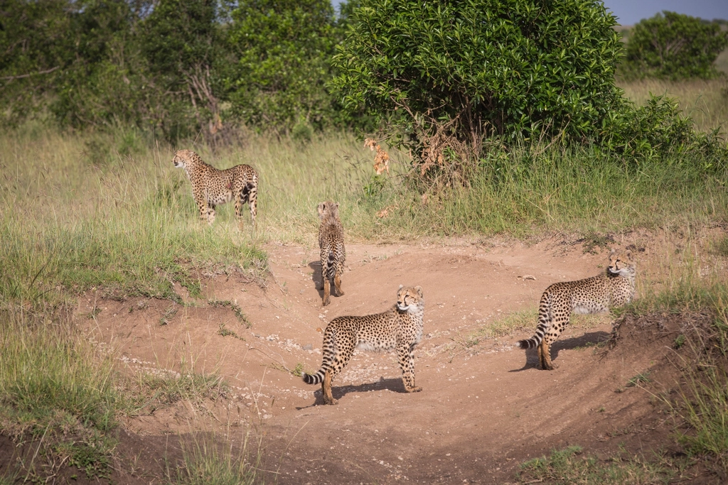Why It Matters: A Small Cat With Oversized Impact (Image Credits: Rawpixel)