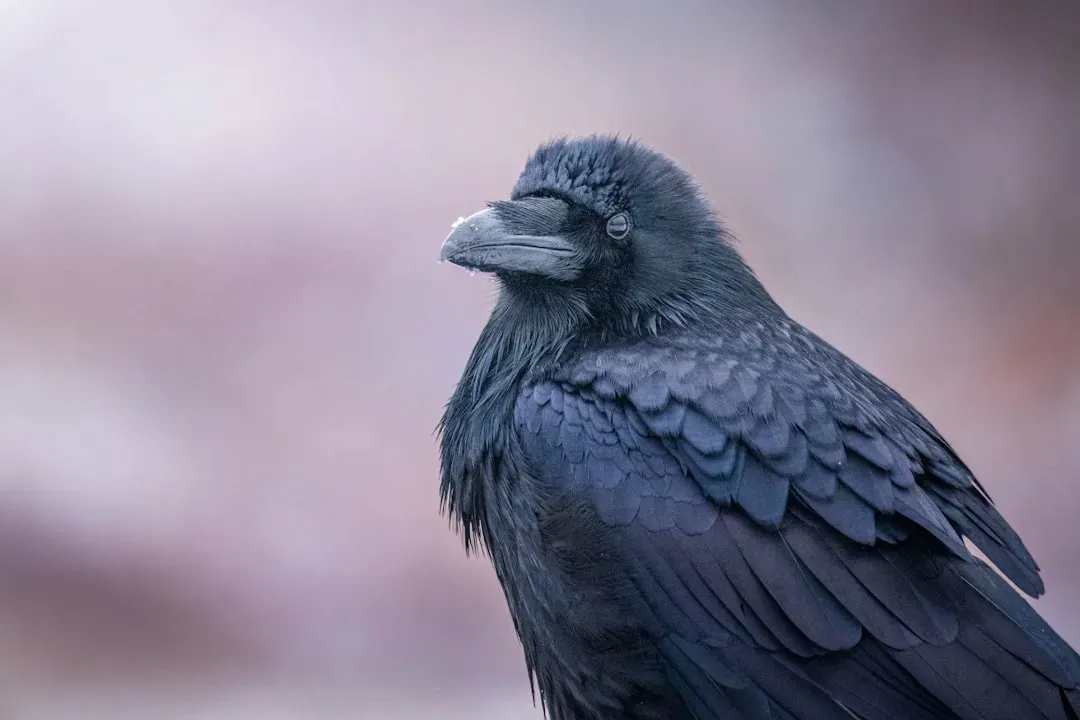 Conclusion: The Face in the Flock (Image Credits: Unsplash)