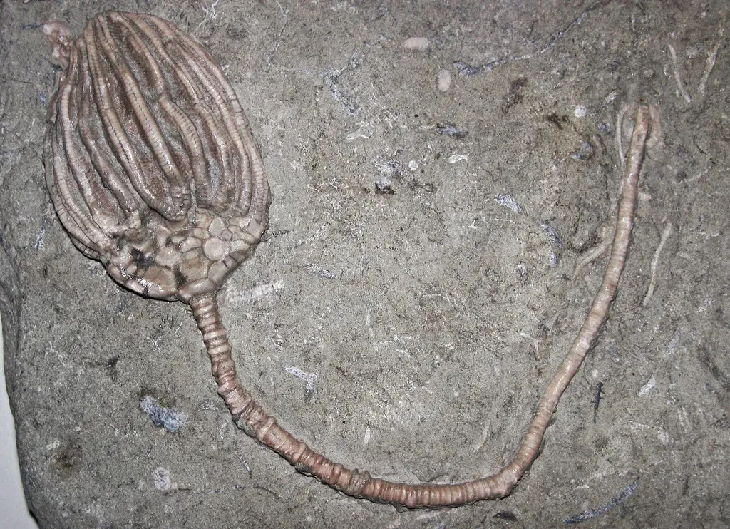 3. The "Ancient Screws" Are Mostly Just Fossilized Sea Creatures (James St. John, Flickr, CC BY 2.0)