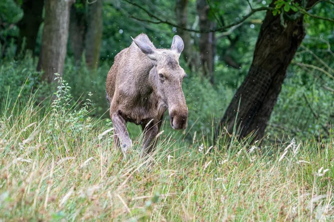 How To React If A Moose Starts To Charge (Image Credits: Unsplash)