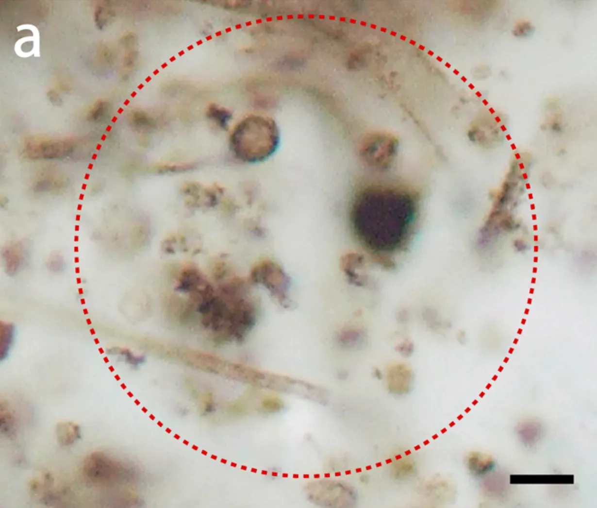 #18 - The Doushantuo Formation (China): Fossils So Small They Rewrite the Timeline Anyway (Maldanis, L., Hickman-Lewis, K., Verezhak, M. et al. Nanoscale 3D quantitative imaging of 1.88 Ga Gunflint microfossils reveals novel insights into taphonomic and biogenic characters. Sci Rep 10, 8163 (2020). https://doi.org/10.1038/s41598-020-65176-w, CC BY 4.0)