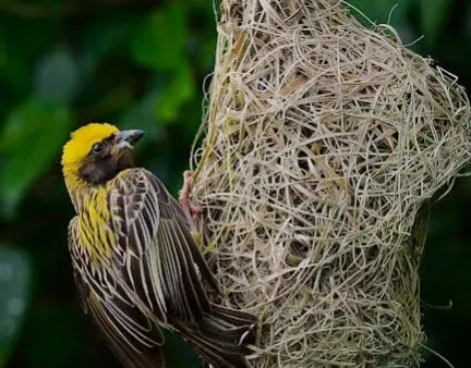 5. Weaverbird Nests: Suspended Masterpieces of Fiber Design (Image Credits: Pexels)