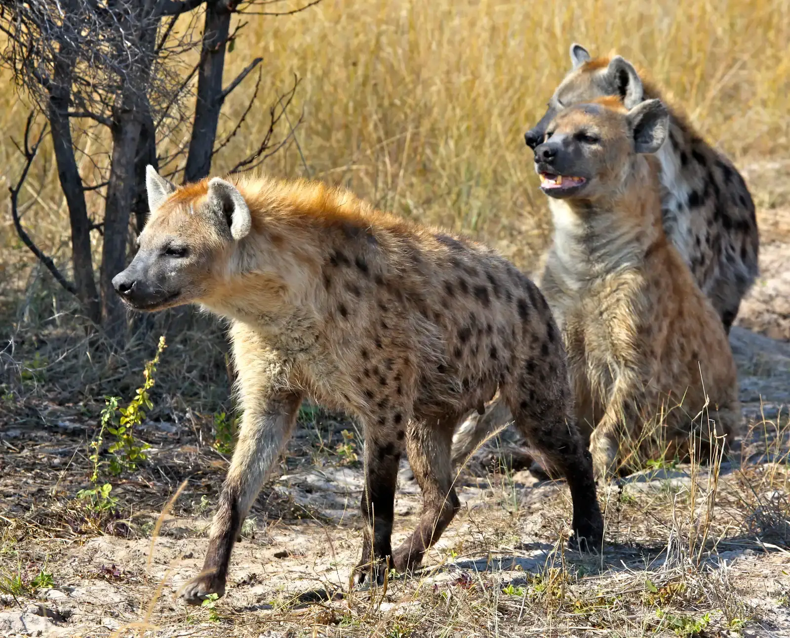 5. Spotted Hyenas: Nighttime Tacticians and Bone-Crushers (Hyenas on the Hunt, CC BY 2.0)