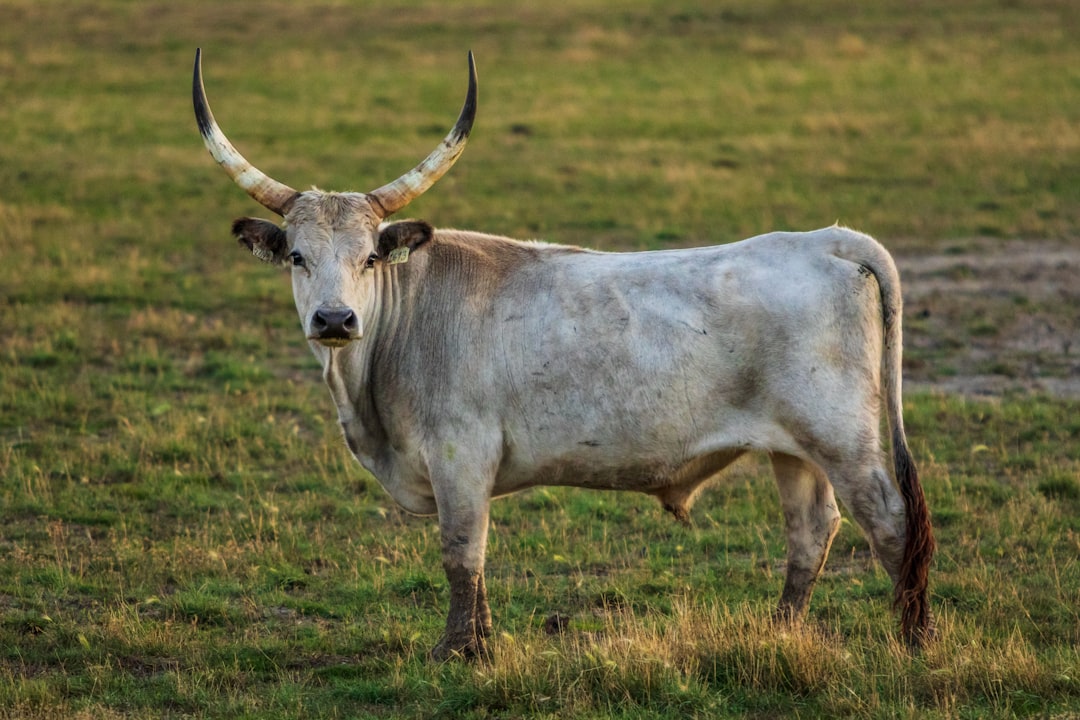 Taurus and the Sacred Bull (Image Credits: Unsplash)