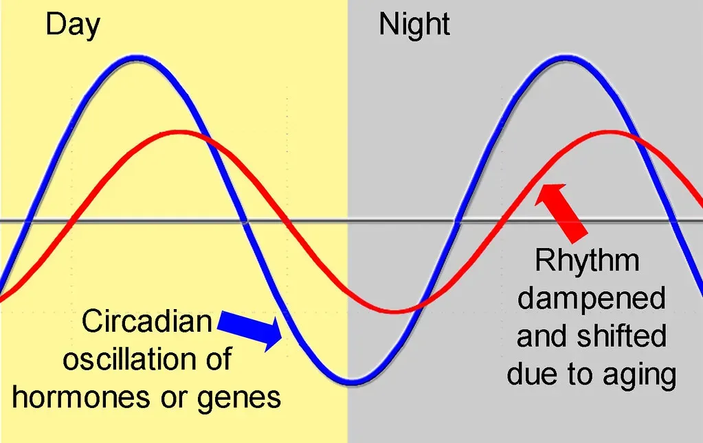 6. Sleep, Light, And Your Internal Clock Reprogram Genes Every Day (Oregon State University, Flickr, CC BY-SA 2.0)