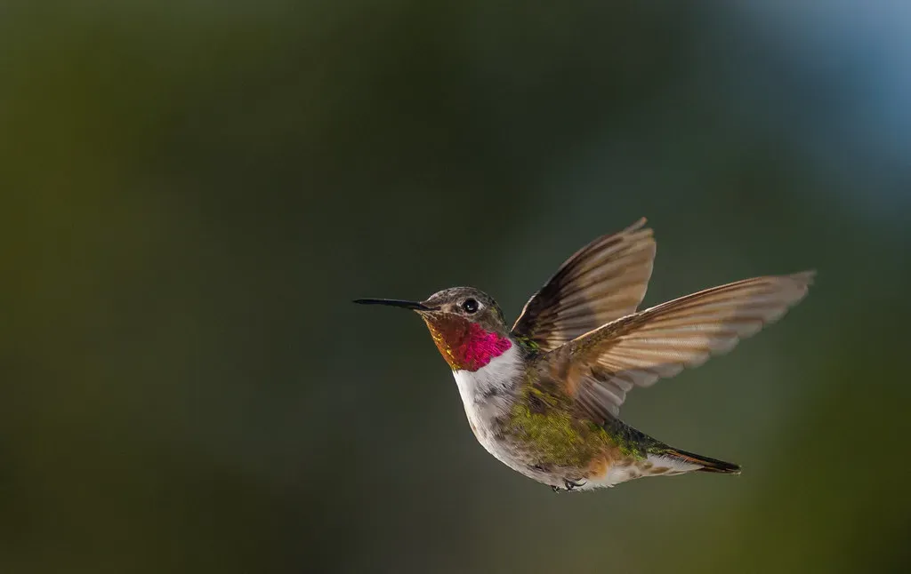 #8 - They Can Turn on a Dime Using Moves That Would Snap Most Birds in Half (AER Wilmington DE, Flickr, CC BY 2.0)