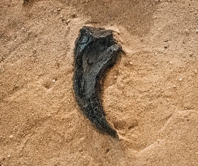 #4 - A Lone Claw That Spawned A Predator Legend (Image Credits: Flickr)