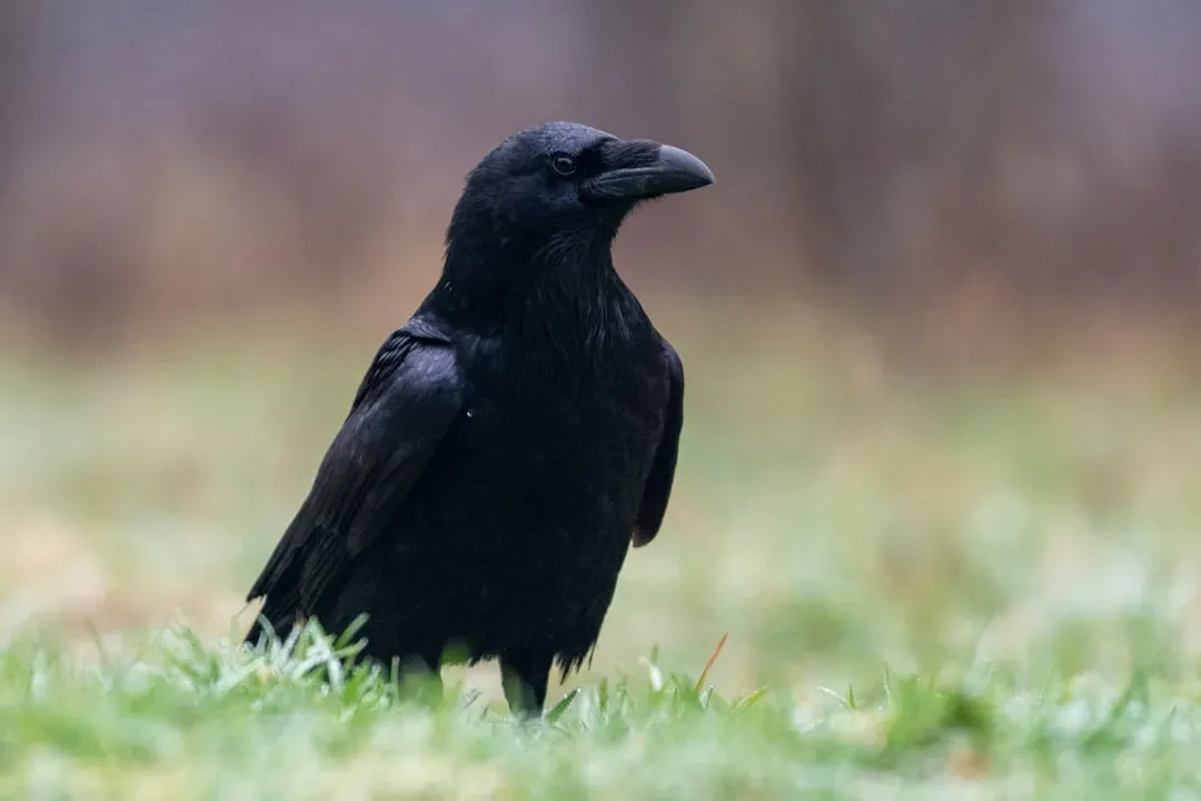 2. Crows and Ravens: Feathered Brains That Rival Primates (Image Credits: Unsplash)
